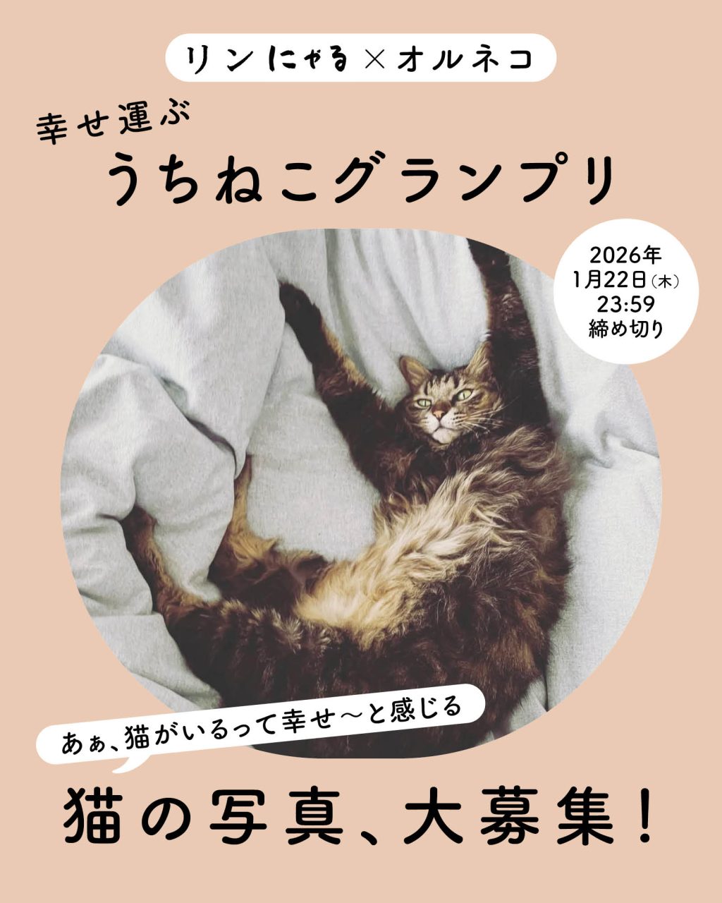 幸せ感じるねこ写真を大募集 「リンネル×オルネコ うちねこグランプリ2026」開催!