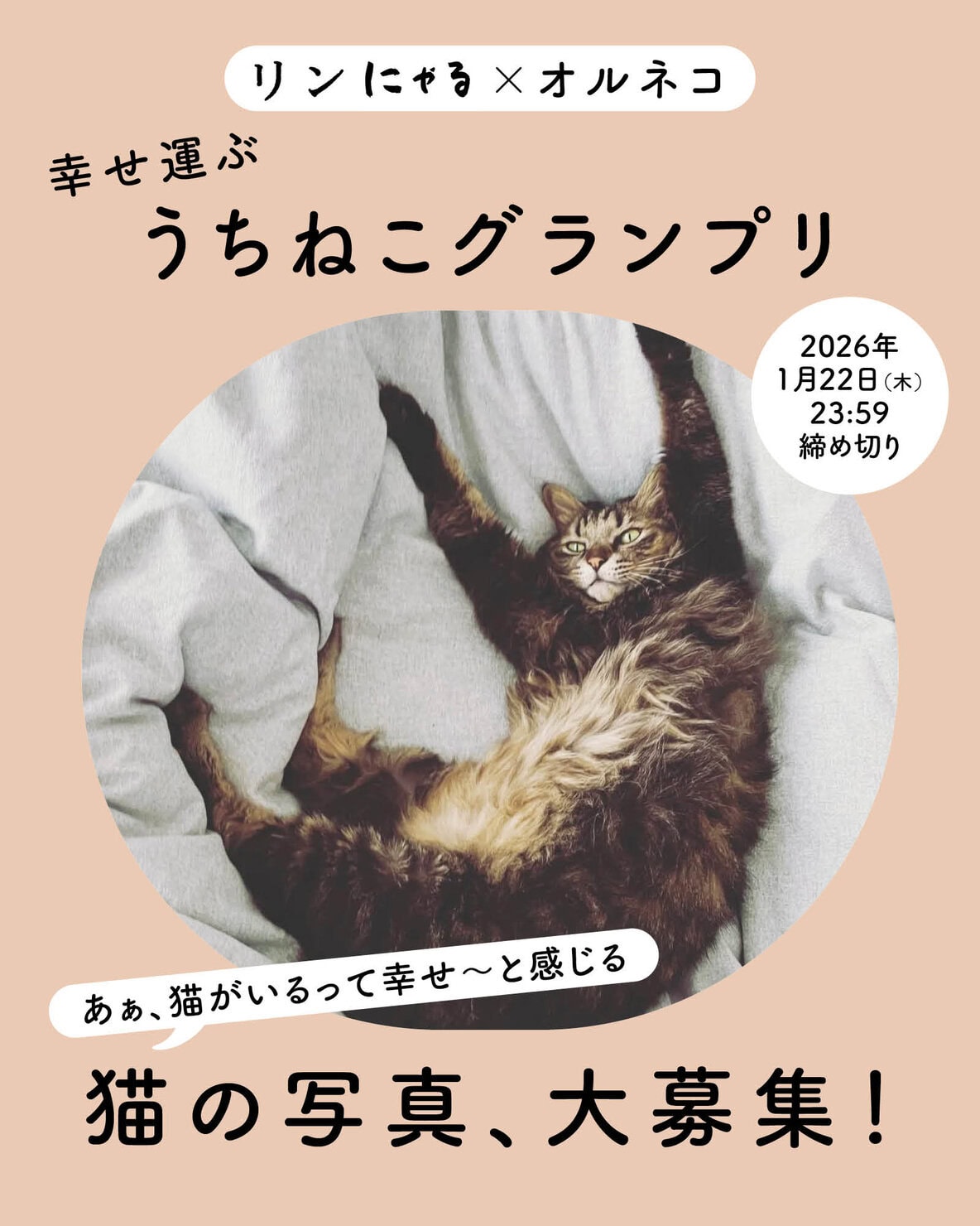 ねむるねこページ 馬場のぼる ねこのせかい | こぐま社