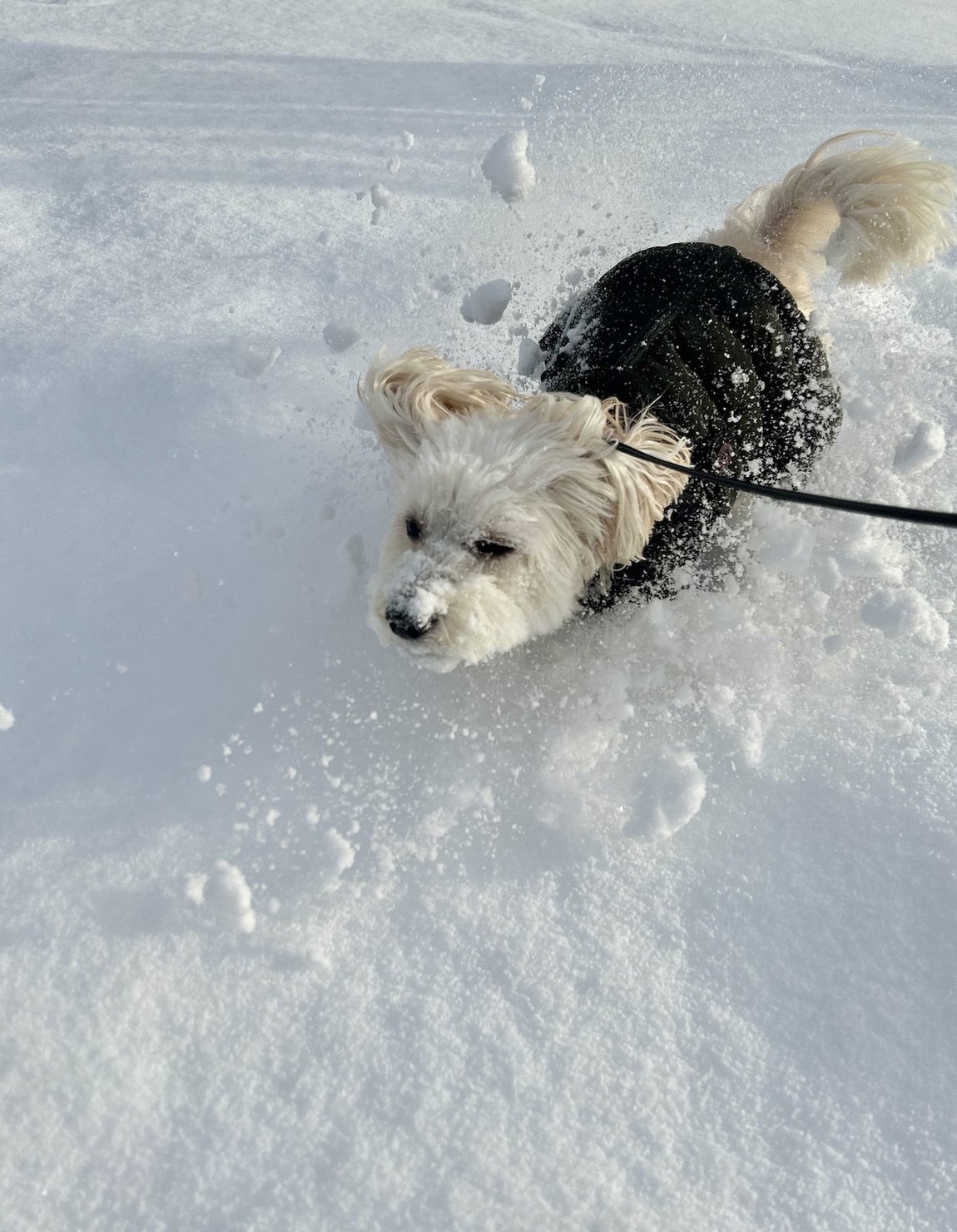 雪遊びを楽しむ愛犬