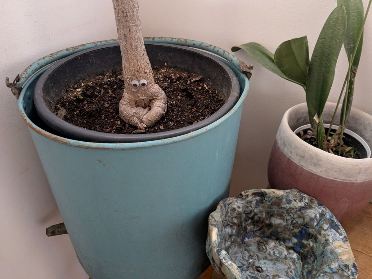 幹の部分に目のシールを付けて、「まもるくん」という名前を付けました。