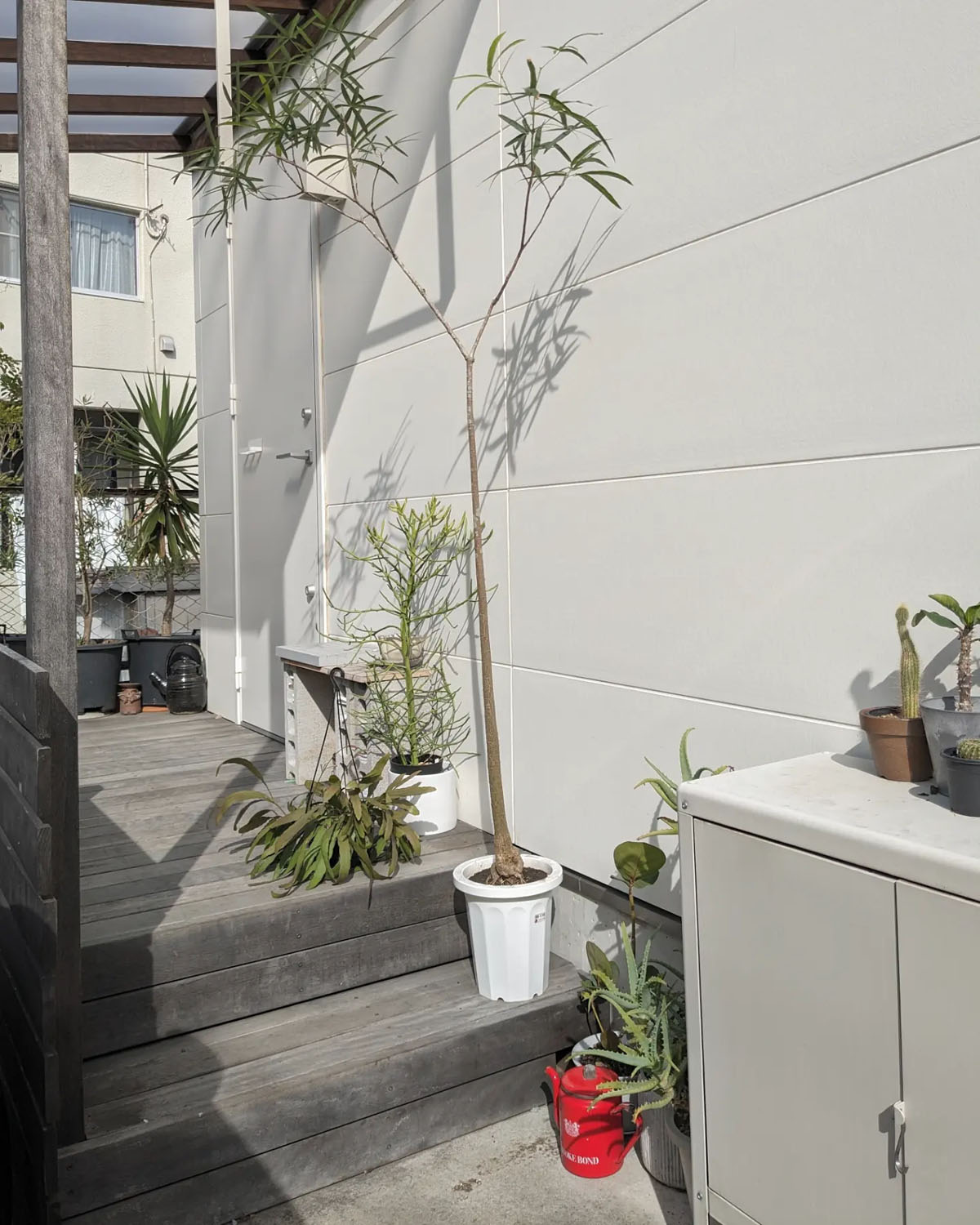 2m40㎝程の「ボトルツリー」という植物