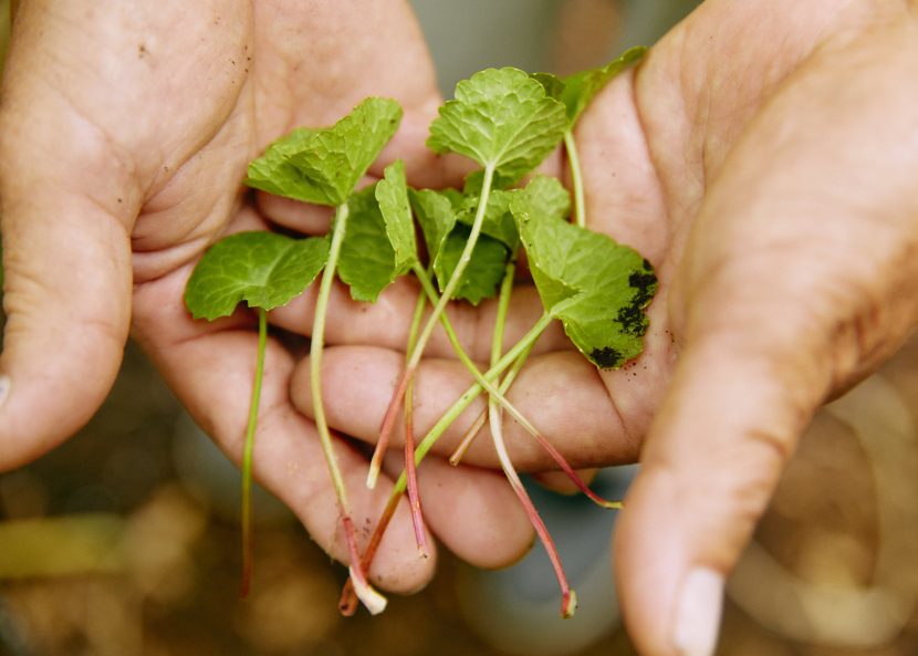 伊豆大島の「赤ツボクサ」