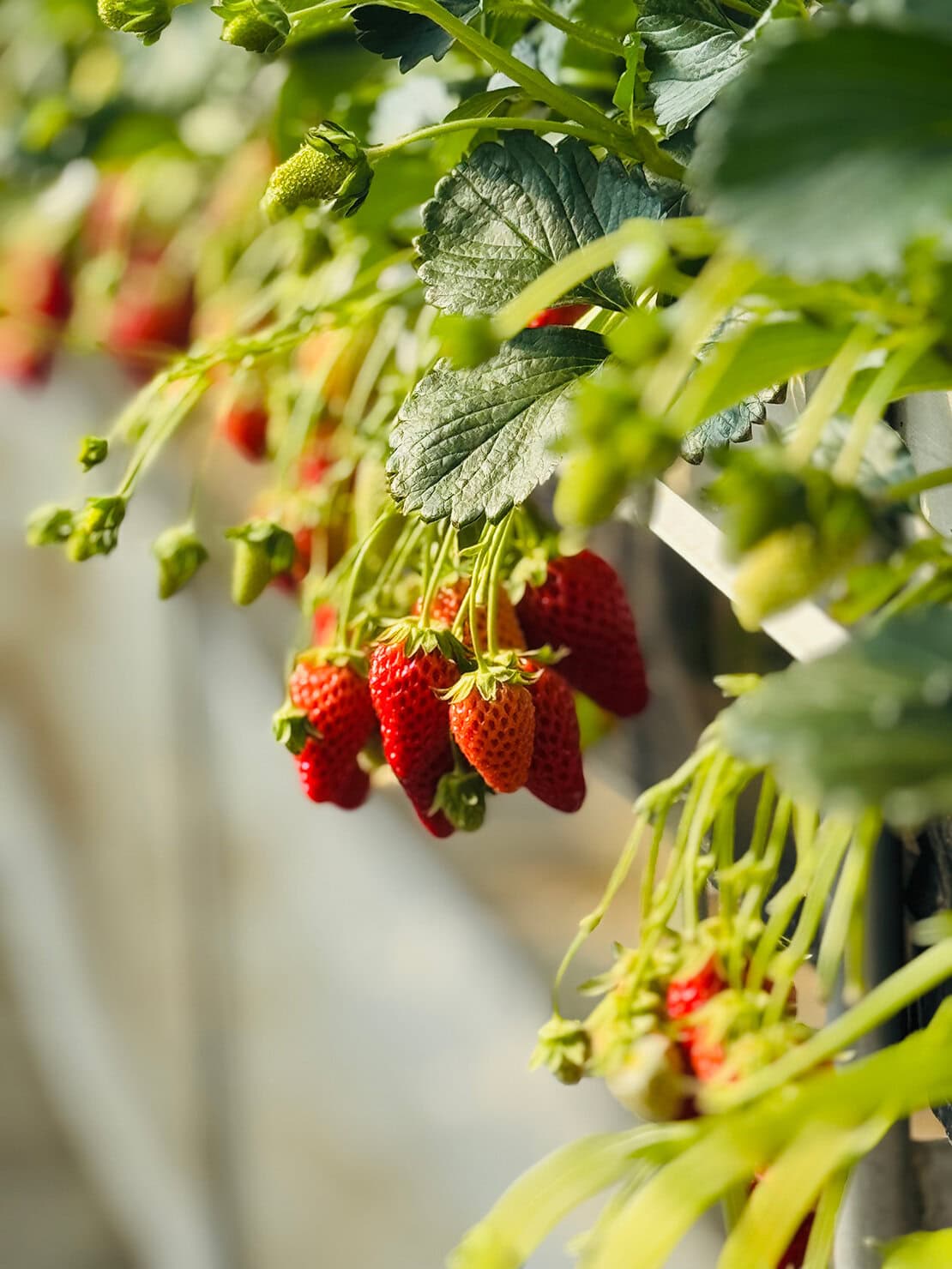 南アルプスで深呼吸を。大自然と手しごとに癒やされる時間をご提案。こちらはいちご狩り アグベリー