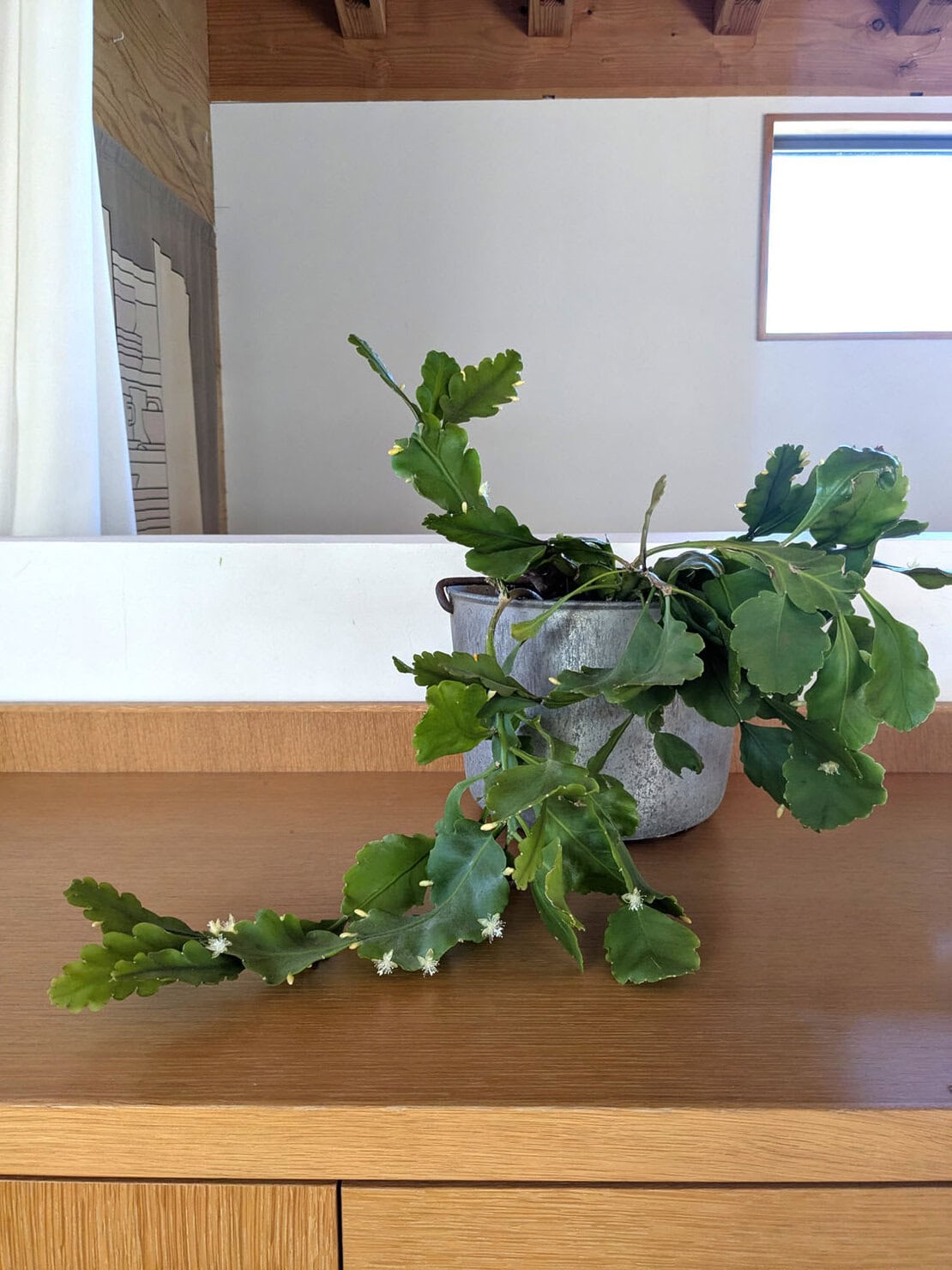 お部屋に植物があるだけで、毎日気持ちのいい緑色を空間に添えてくれて、気持ちよい空気を作ってくれます。