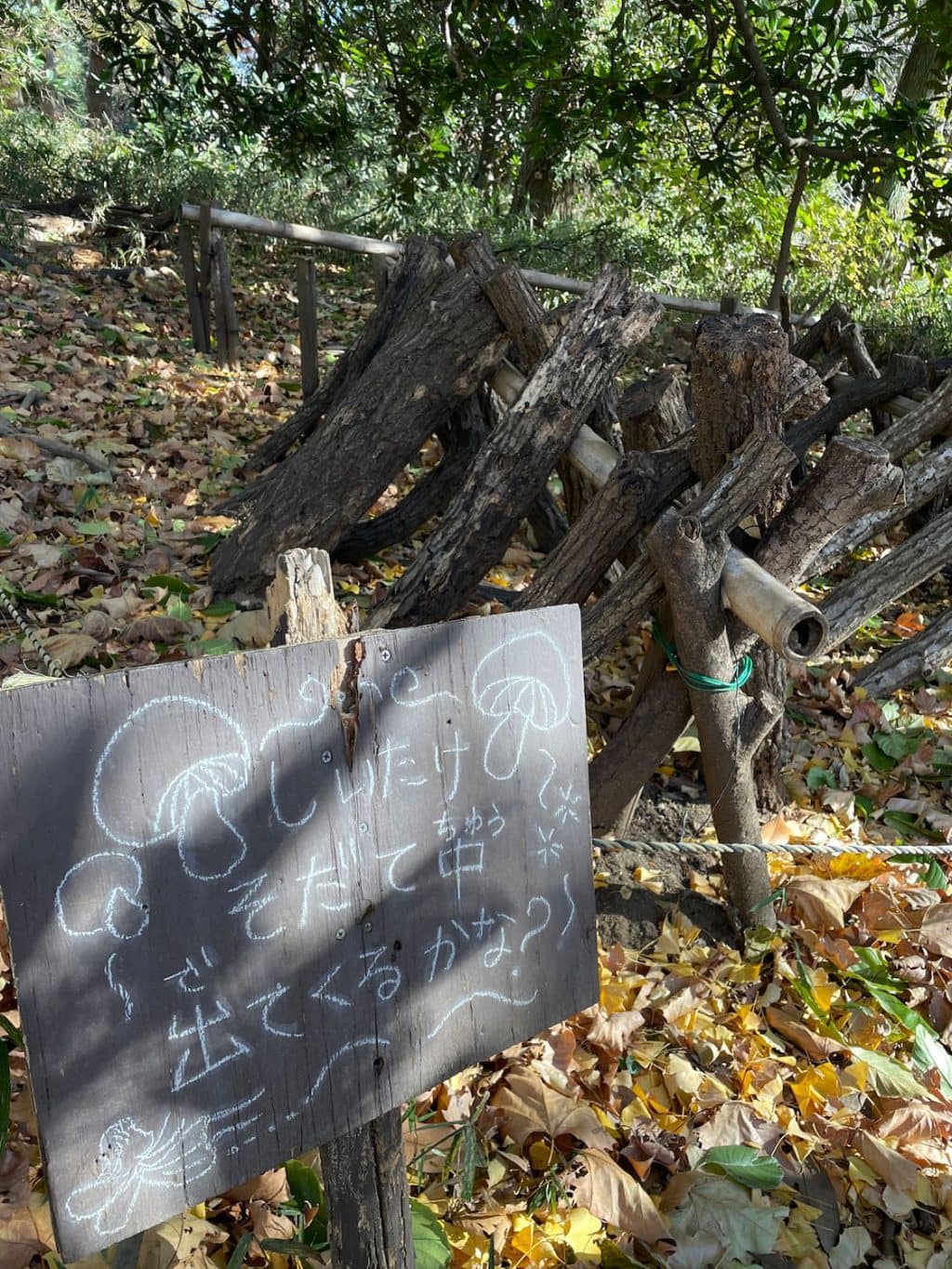 心が動く場所を目印に。好きな感覚をたどる、私のごきげん散歩