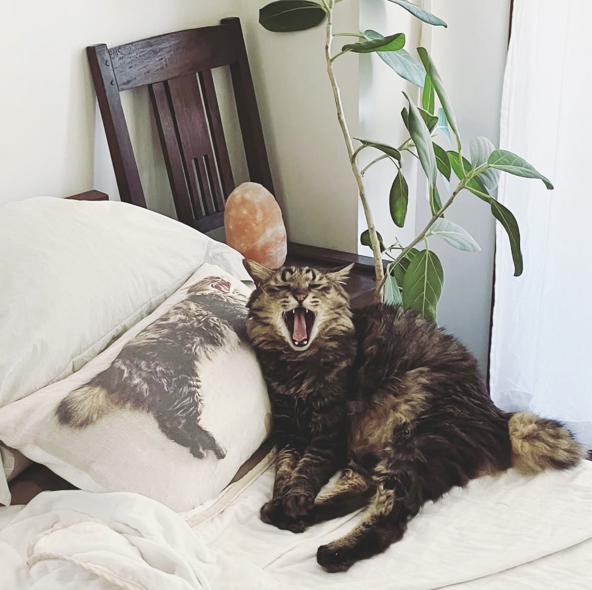 リンネル×オルネコうちねこグランプリ2026 詳細