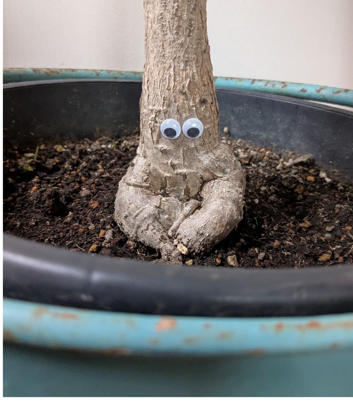 観葉植物を育てることができたベンガレンシスという丈夫なゴムの木