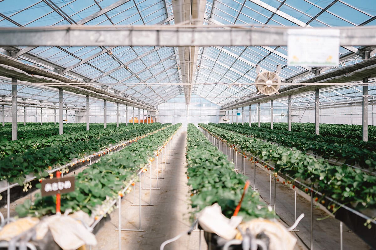 南アルプスで深呼吸を。大自然と手しごとに癒やされる時間をご提案。こちらはいちご狩り アグベリー