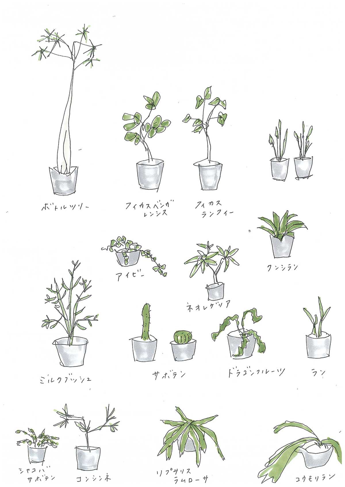 インテリアとして取り入れやすい観葉植物の種類