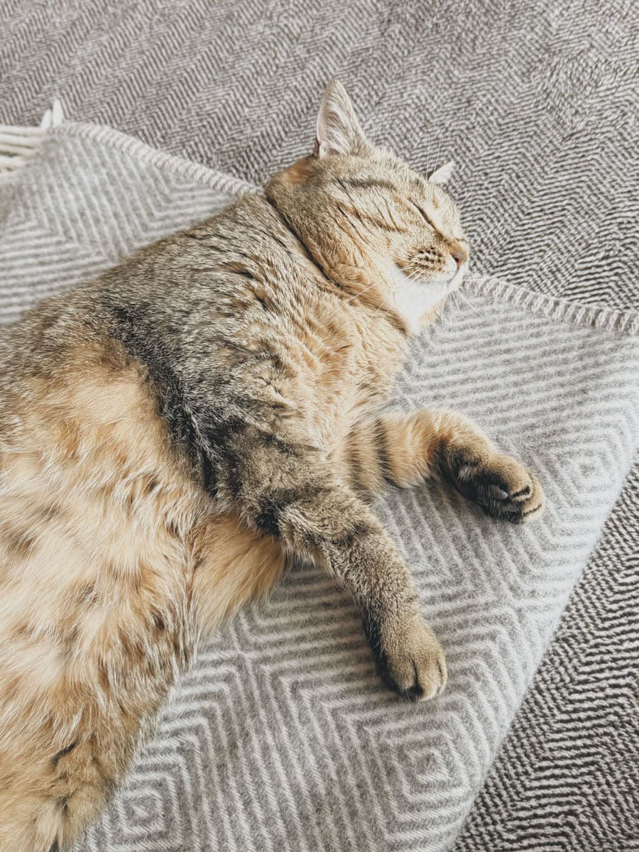 ホカホカになって眠っているねこ