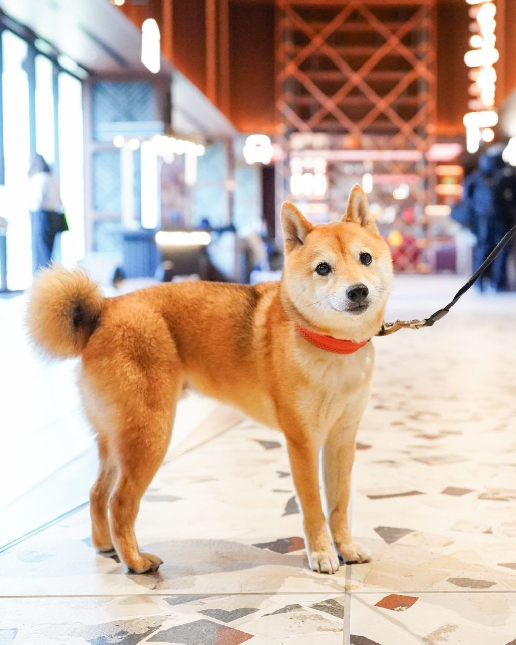 【犬旅 東京:宿泊レポ】OMO5東京五反田は想像以上にドッグフレンドリー! 犬と一緒に都市型ステイを満喫:豆柴・まもるの旅日記