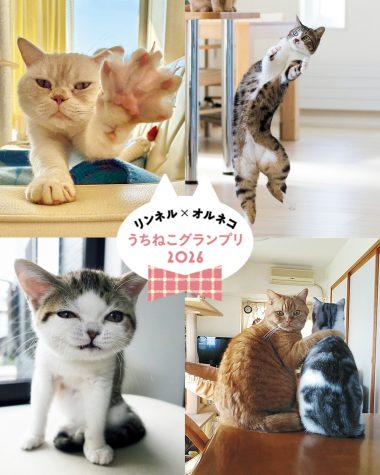 【リンネル4月号】あなたの愛猫が選ばれたかも！？「リンネル×オルネコうちねこグランプリ2026」を大発表します