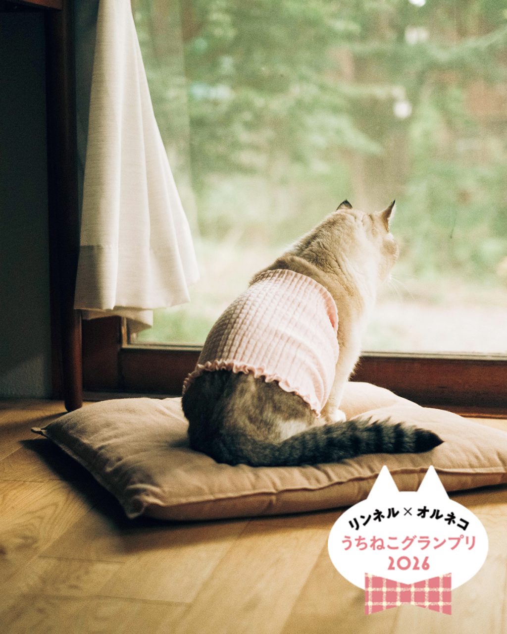 【オルネコ賞大発表】「リンネル×オルネコうちねこグランプリ2026」選ばれたのは、腹巻デビューした「こたつくん」