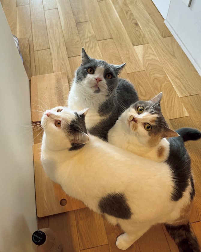 オルネコ部員・スタッフT