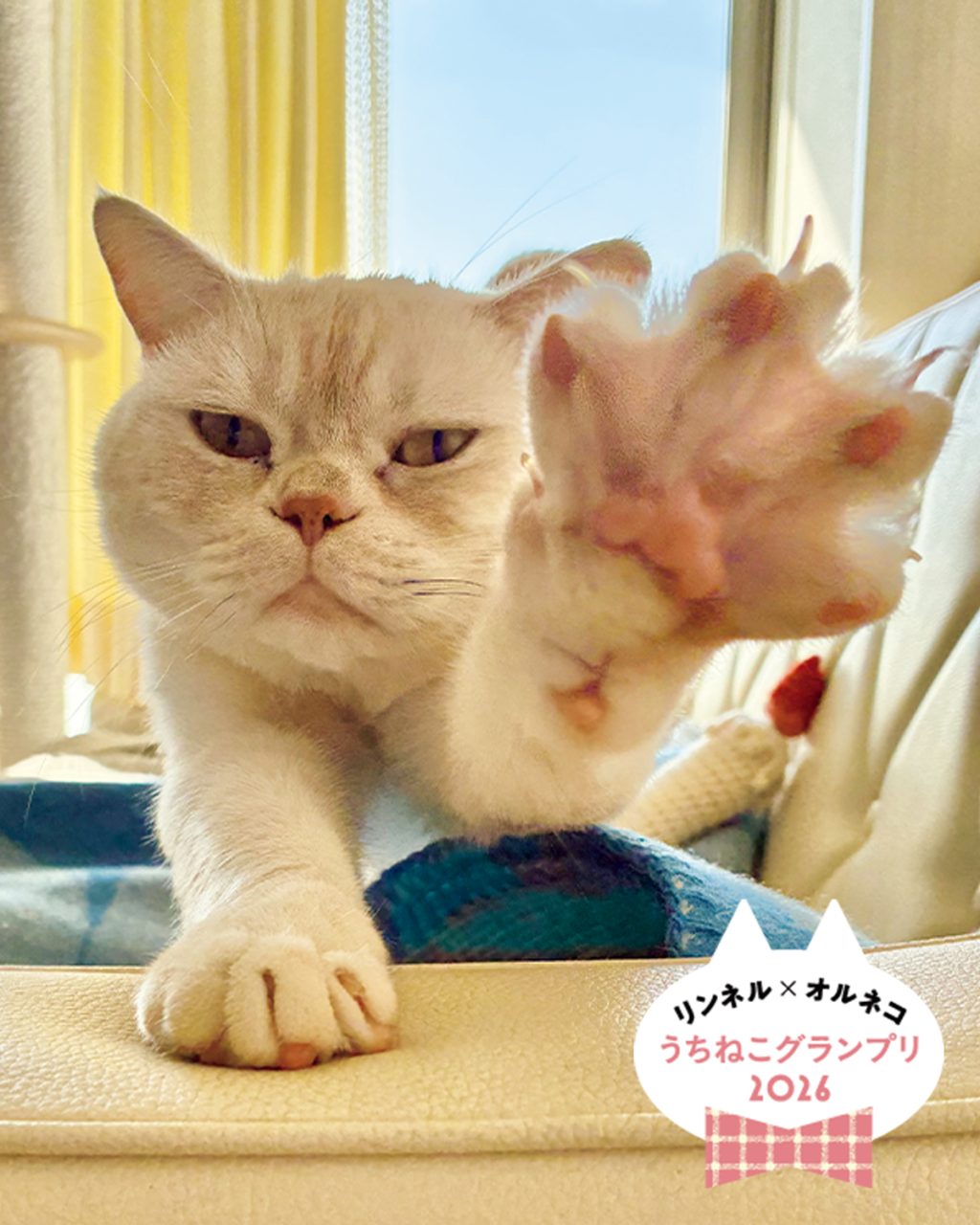 【ねこグランプリ大賞、発表!】「リンネル×オルネコうちねこグランプリ2026」選ばれたのは、じゃんけんが得意な「ヤーヤくん」