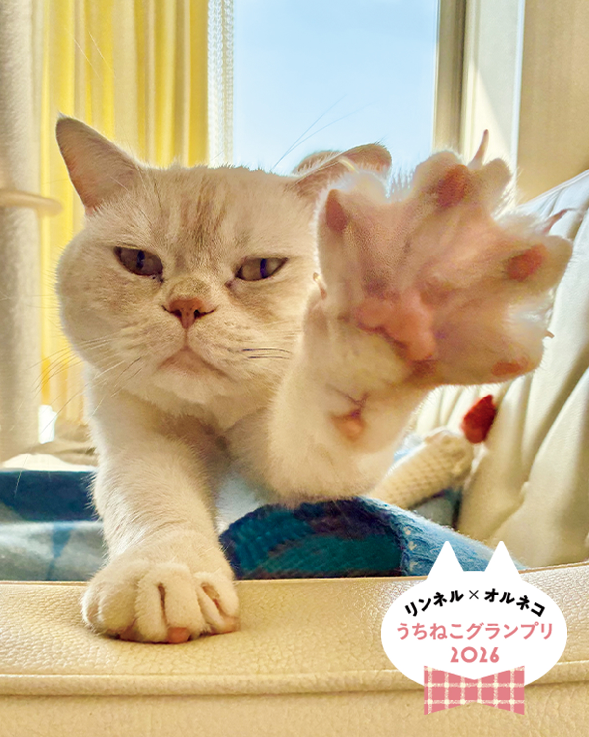 【ねこグランプリ大賞、発表!】「リンネル×オルネコうちねこグランプリ2026」選ばれたのは、じゃんけんが得意な「ヤーヤくん」