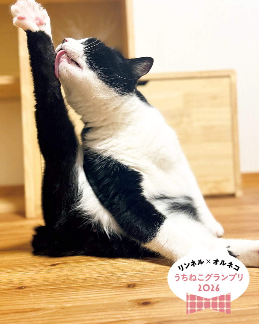 【オルネコ賞大発表】「リンネル×オルネコうちねこグランプリ2026」選ばれたのは、ポージング王「ノアールくん」