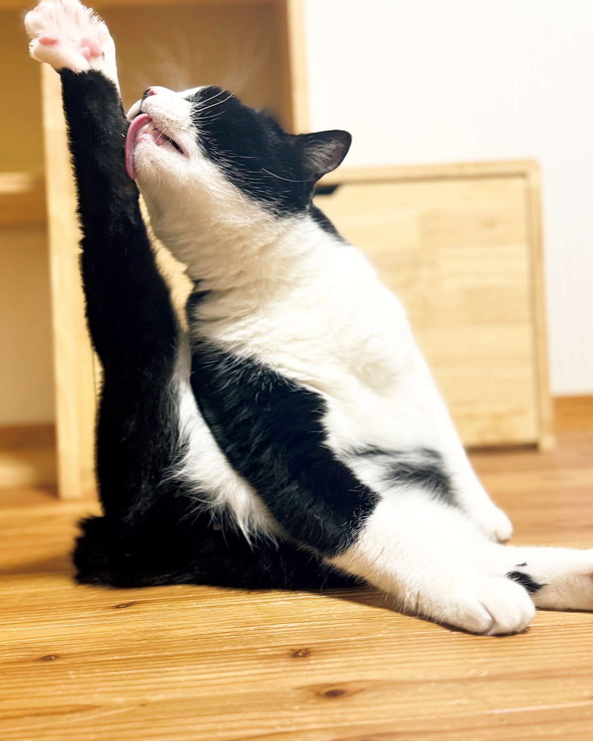 【リンネル4月号】「リンネル×オルネコうちねこグランプリ2026」オルネコ賞 ノアールくん・3歳・♂