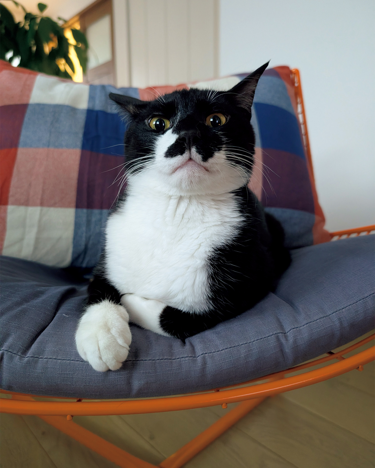 【リンネル4月号】「リンネル×オルネコうちねこグランプリ2026」リンにゃル賞 ごましおくん・1歳・♂