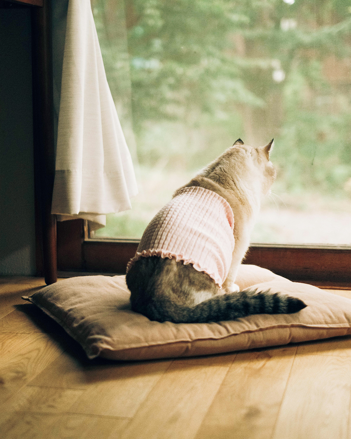 【リンネル4月号】「リンネル×オルネコうちねこグランプリ2026」オルネコ賞 こたつくん・推定13歳・♂