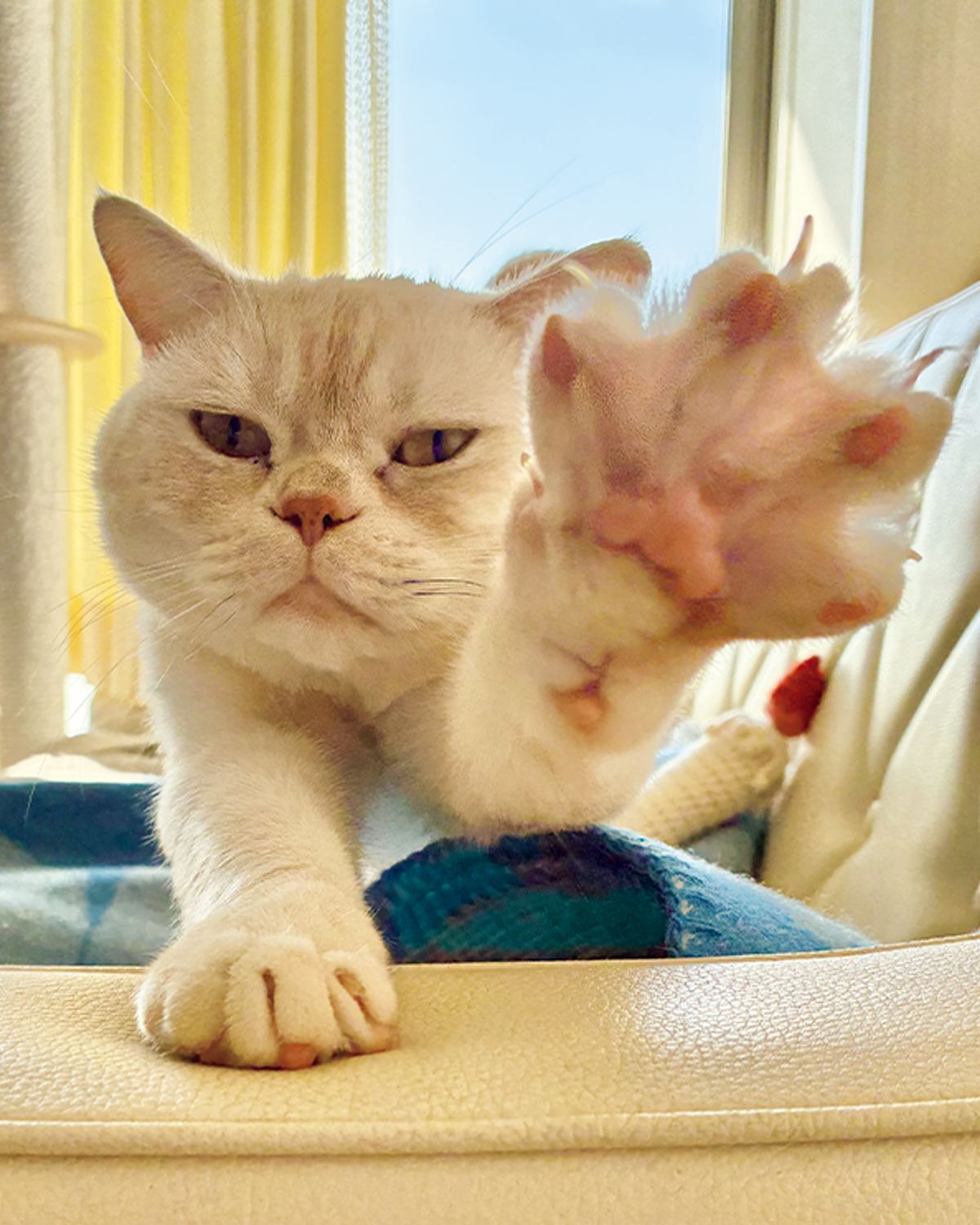 リンネル×オルネコうちねこグランプリに輝いた幸せ運ぶねこさんたちを大発表!