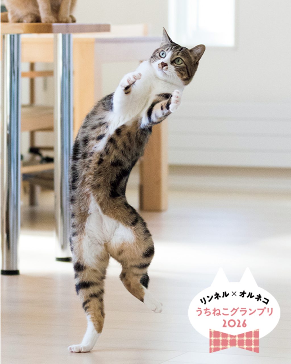 【準グランプリ、発表!】「リンネル×オルネコうちねこグランプリ2026」選ばれたのは、体幹力があっぱれな「プ~ラくん」