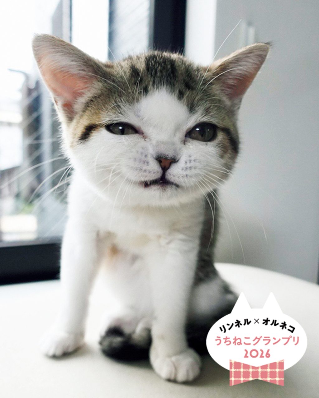【オルネコ賞大発表】「リンネル×オルネコうちねこグランプリ2026」選ばれたのは、あざとフェイスの「チロルちゃん」