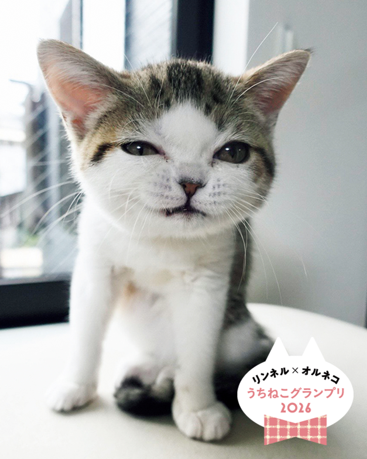 【オルネコ賞大発表】「リンネル×オルネコうちねこグランプリ2026」選ばれたのは、あざとフェイスの「チロルちゃん」