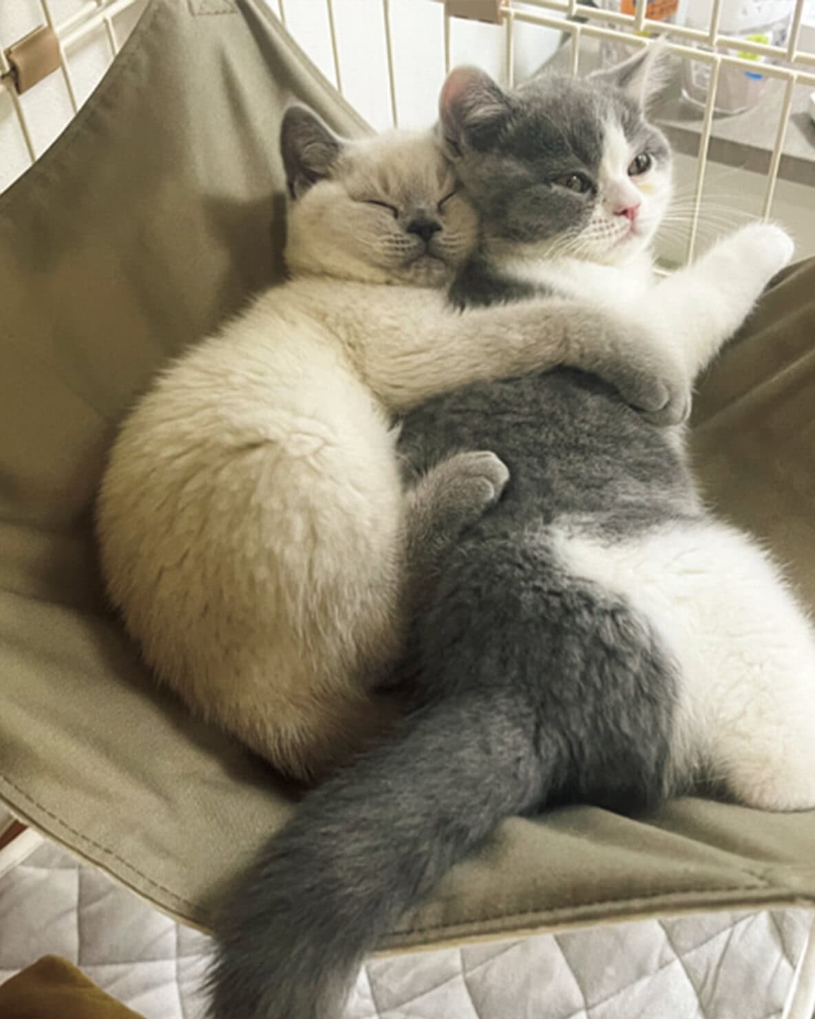 【リンネル4月号】「リンネルオルネコうちねこグランプリ2026」いもじろうくん、くりまろくん