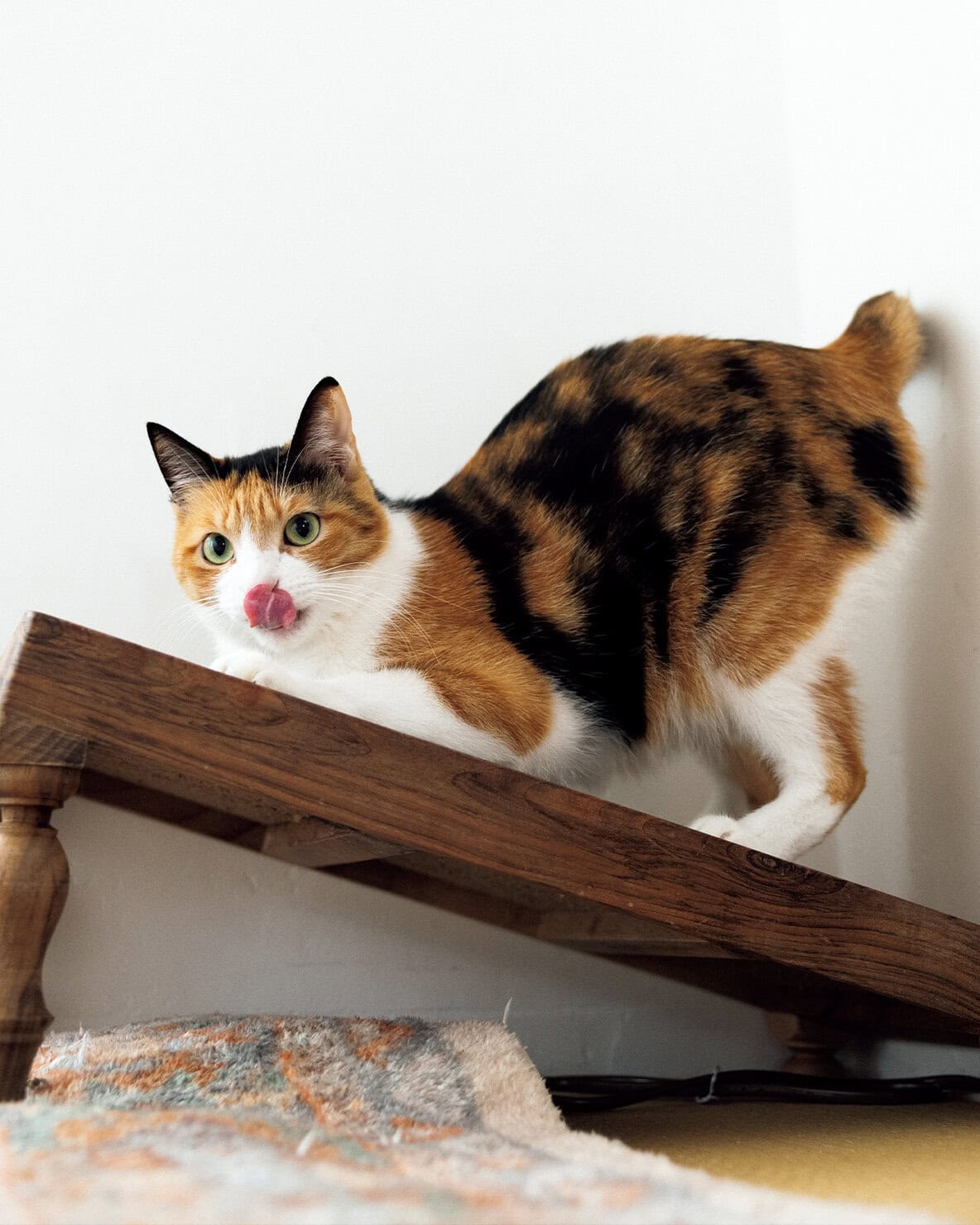 【リンネル4月号】「リンネルオルネコうちねこグランプリ2026」うめちゃん