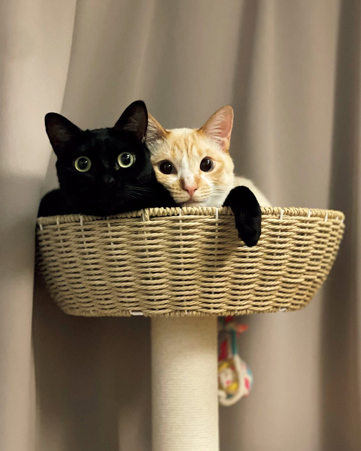 【リンネル4月号】「リンネルオルネコうちねこグランプリ2026」てんちゃん、ちくわくん