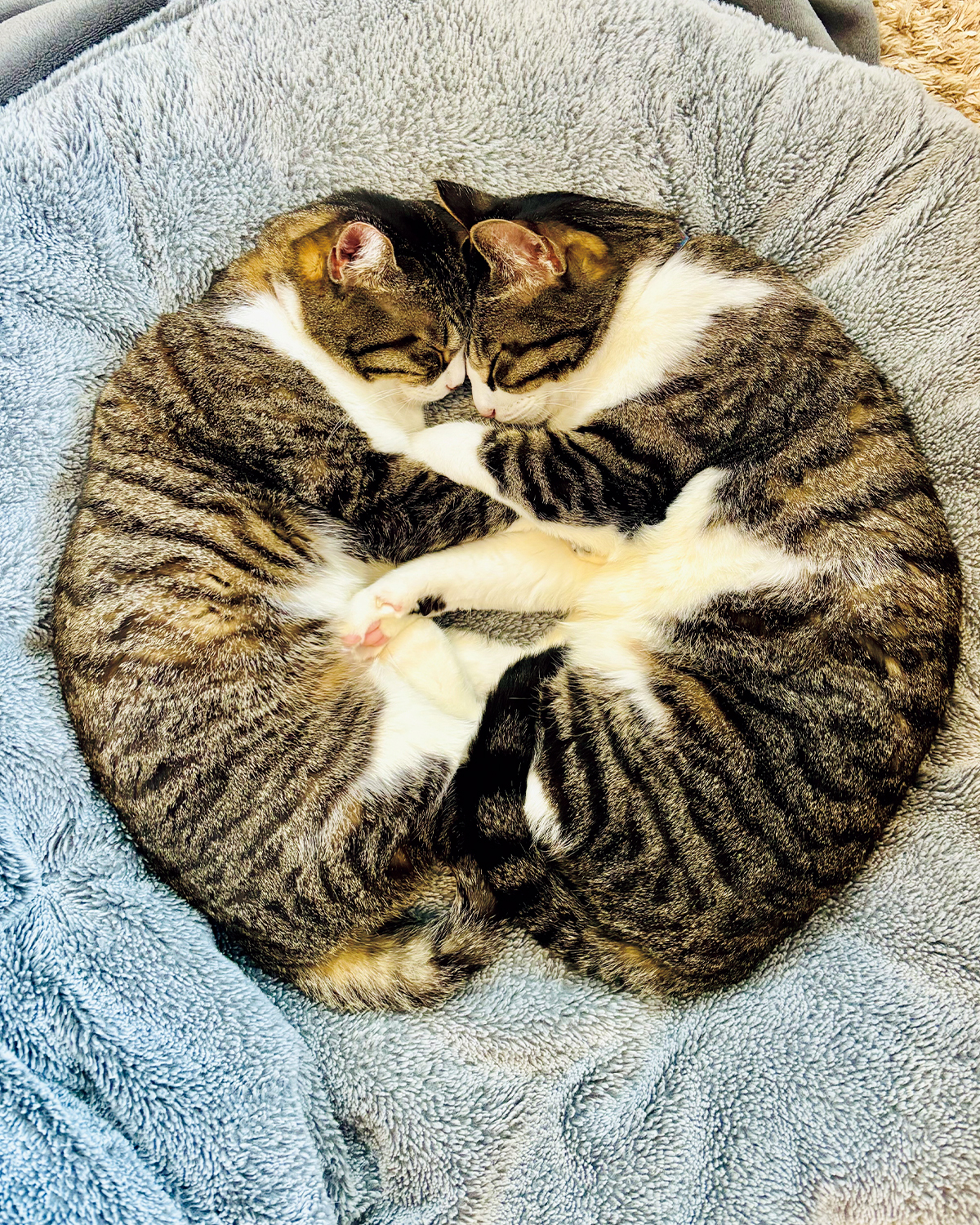 【リンネル4月号】「リンネルオルネコうちねこグランプリ2026」チップくん、チョコちゃん