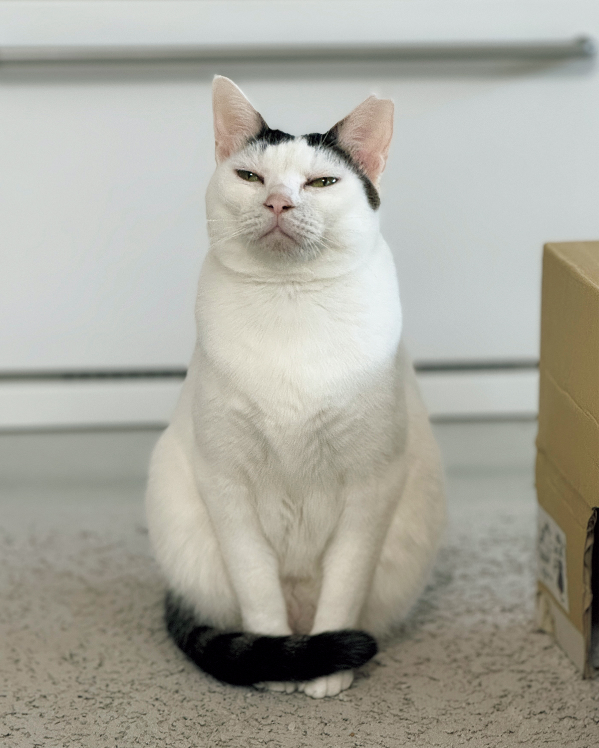 【リンネル4月号】「リンネルオルネコうちねこグランプリ2026」はるちゃん