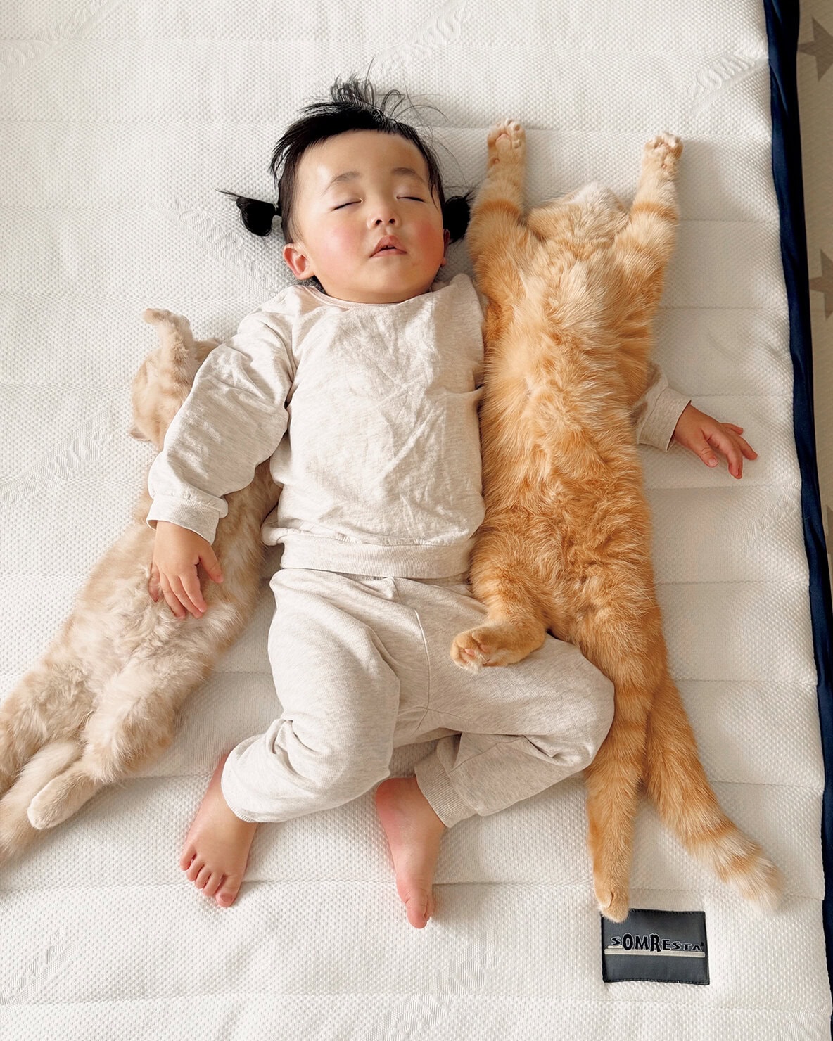 【リンネル4月号】「リンネルオルネコうちねこグランプリ2026」まるくん、豆蔵くん