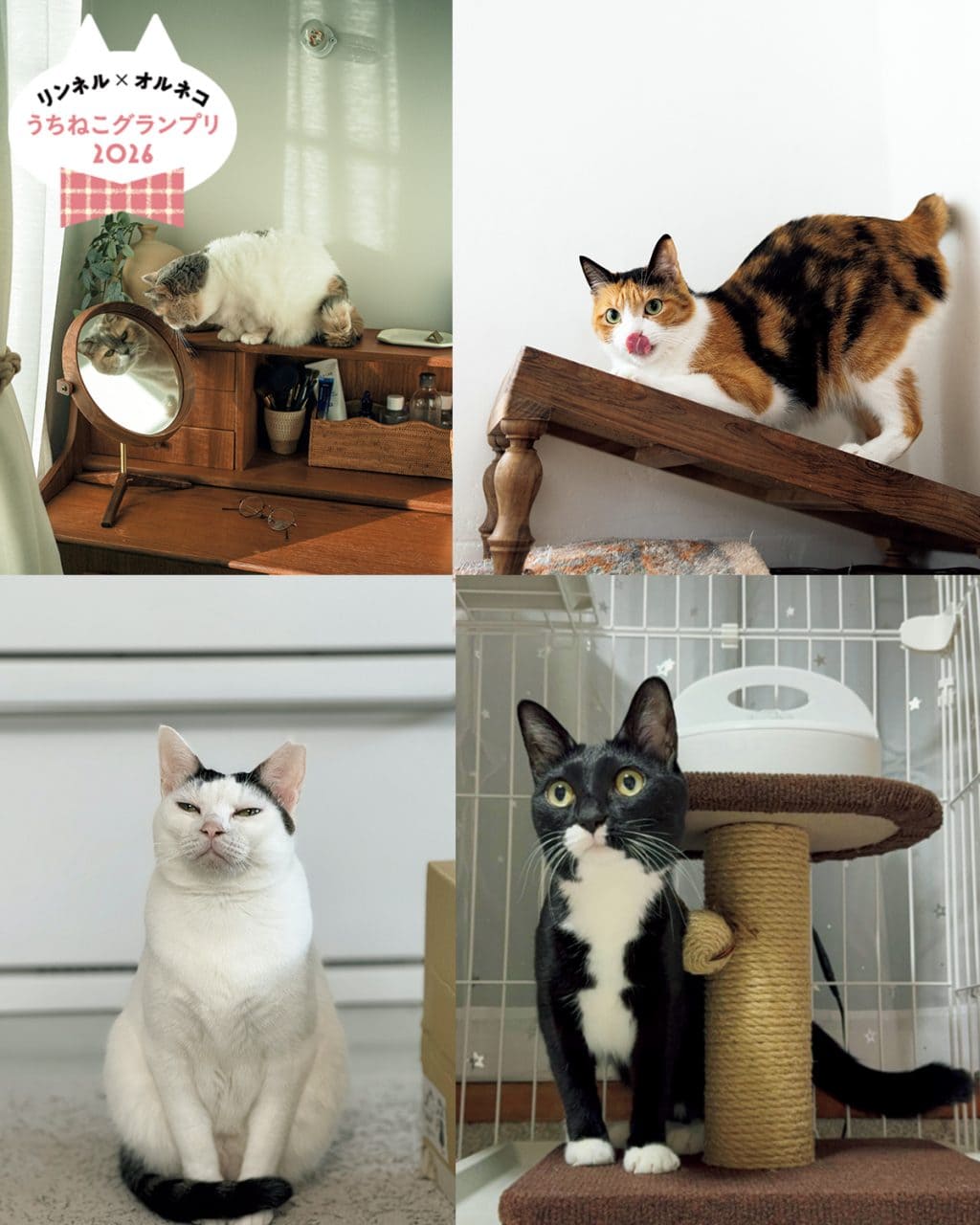 猫好き悶絶！リンネル厳選「かわいすぎる猫」10選♡ 美意識高めなポーズから、無防備なあくびまで、かわいい猫たちをご紹介します