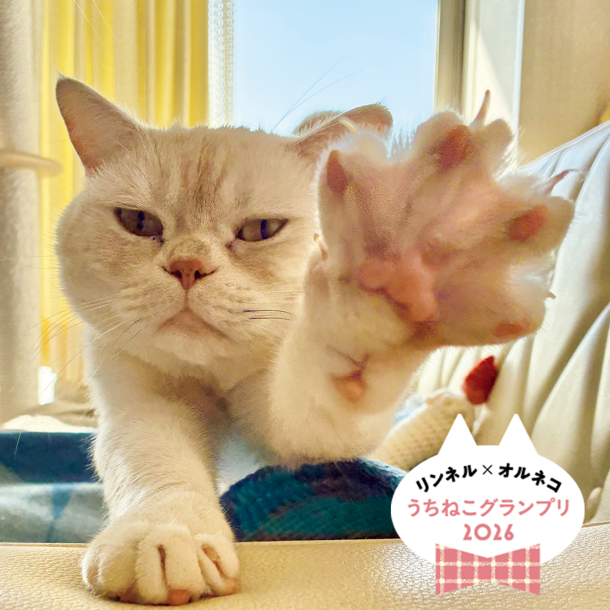 リンネル×オルネコうちねこグランプリに輝いた幸せ運ぶねこさんたちを大発表!