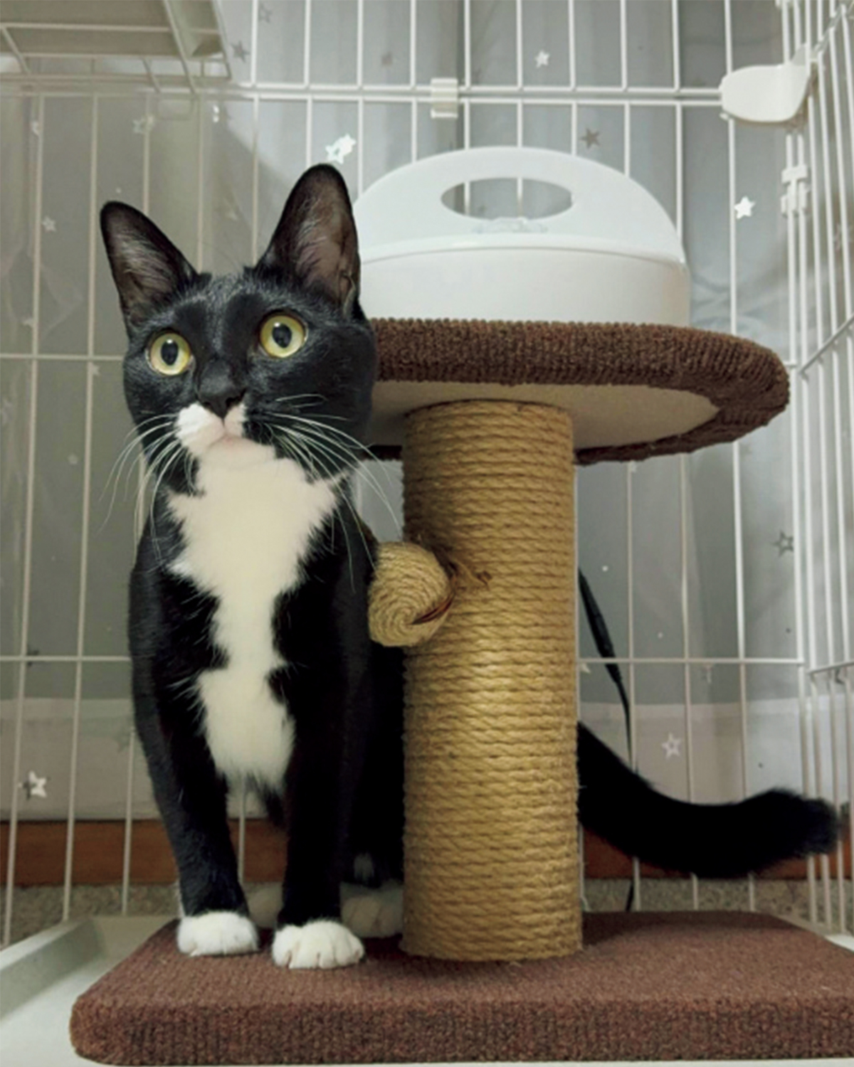 【リンネル4月号】「リンネルオルネコうちねこグランプリ2026」れむちゃん