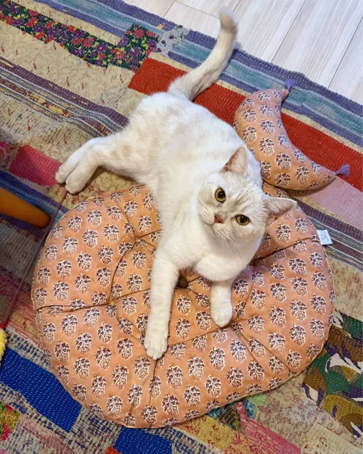 【リンネル4月号】「リンネル×オルネコうちねこグランプリ2026」グランプリ ヤーヤくん 2歳・♂