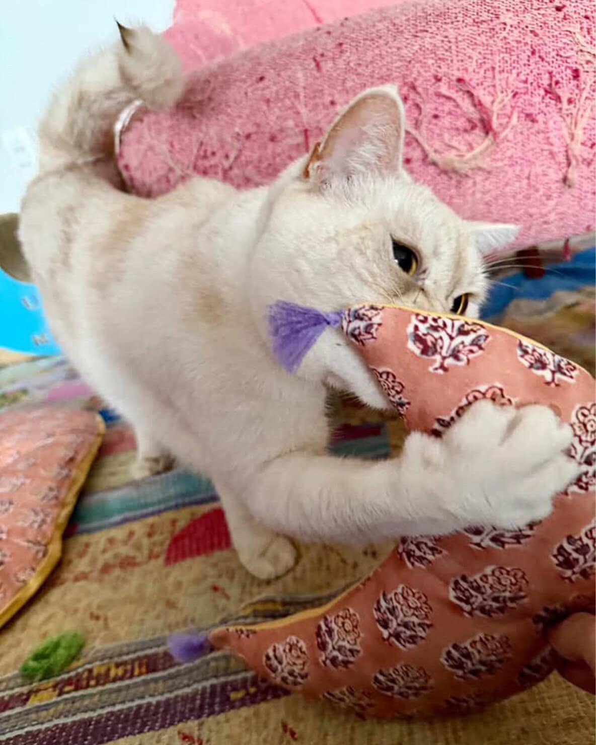 【リンネル4月号】「リンネル×オルネコうちねこグランプリ2026」グランプリ ヤーヤくん 2歳・♂