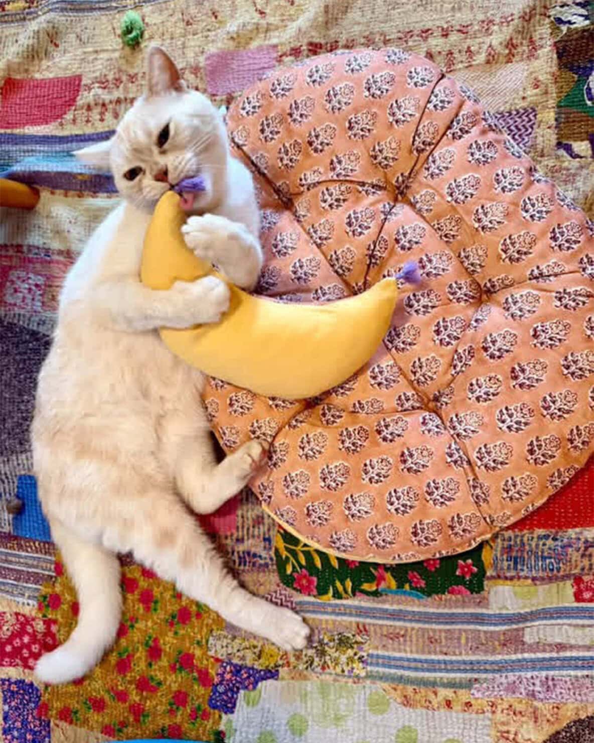 【リンネル4月号】「リンネル×オルネコうちねこグランプリ2026」グランプリ ヤーヤくん 2歳・♂