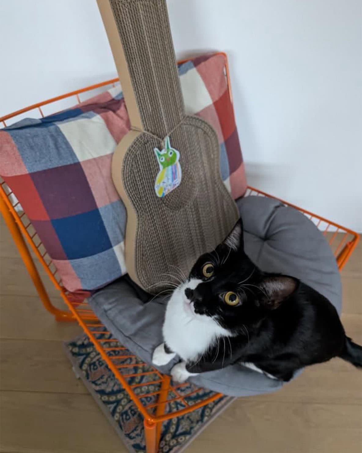 【リンネル4月号】「リンネル×オルネコうちねこグランプリ2026」リンにゃル賞 ごましおくん・1歳・♂