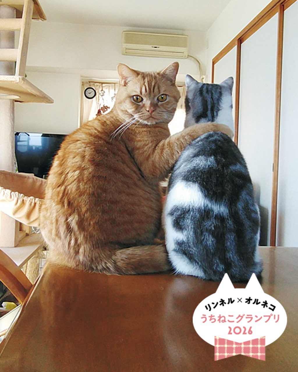 リンにゃる賞大発表】「リンネル×オルネコうちねこグランプリ2026