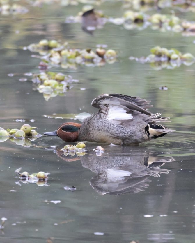 川や公園の鴨をみてみよう！野鳥好きが案内するカモ図鑑コガモのエンジェルポーズ