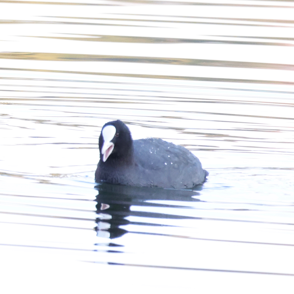 カオナシみたいなオオバン