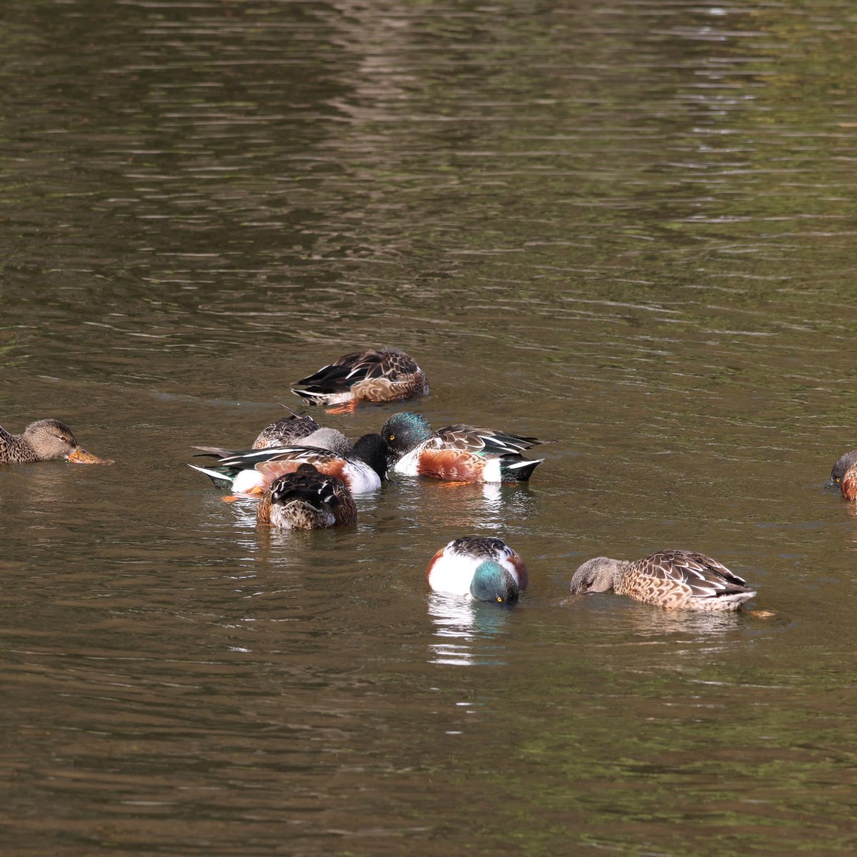 ぐるぐる回るハシビロガモ