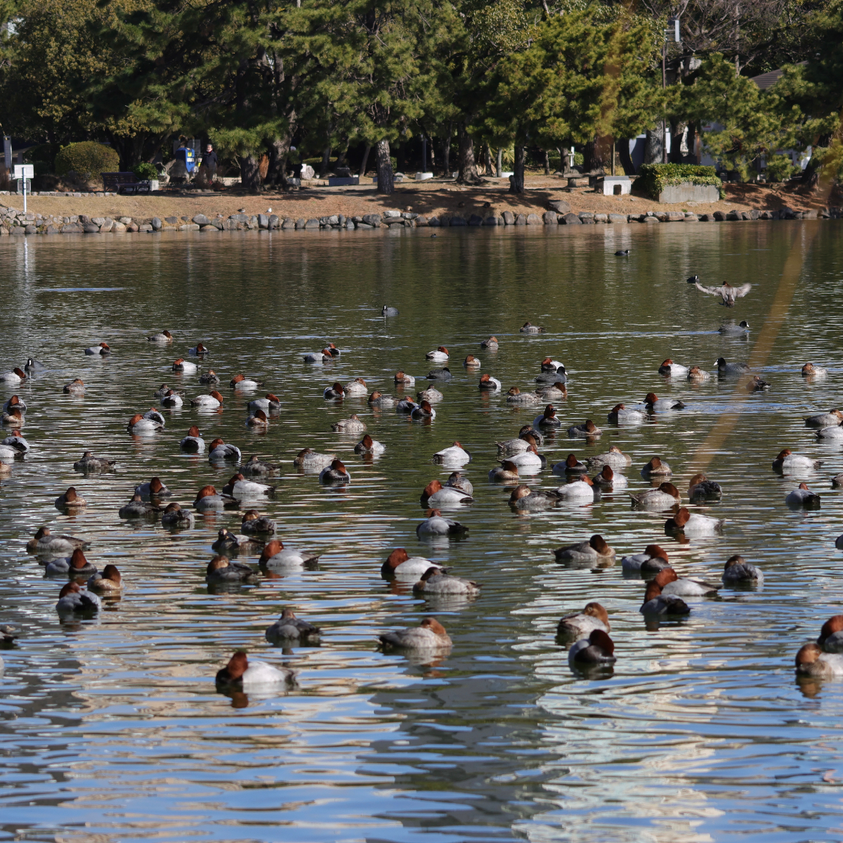 公園のカモほとんどホシハジロ