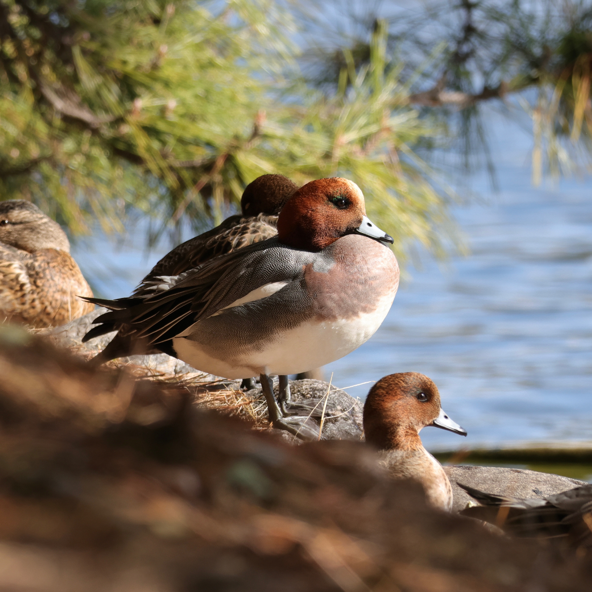 ヒドリガモオス