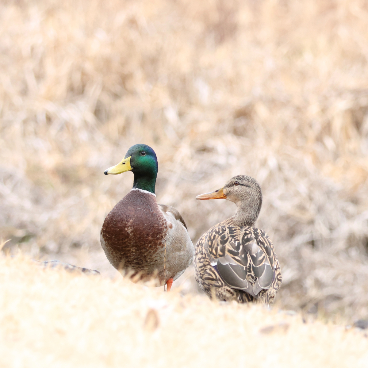 絵文字の鴨🦆はマガモです。マガモのペア
