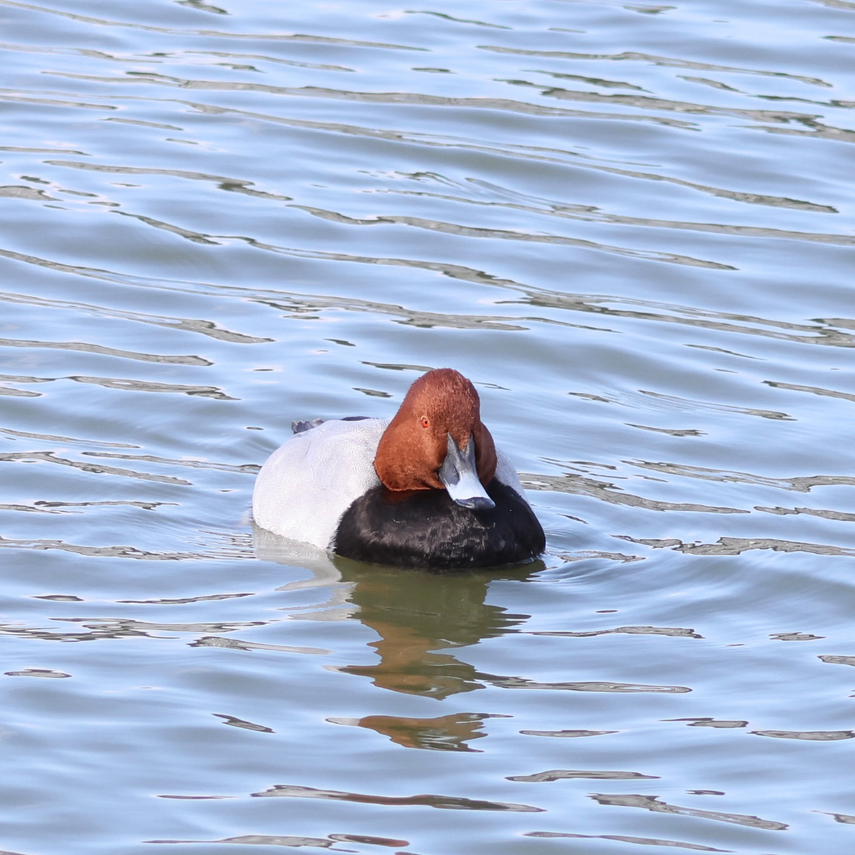 ホシハジロオス