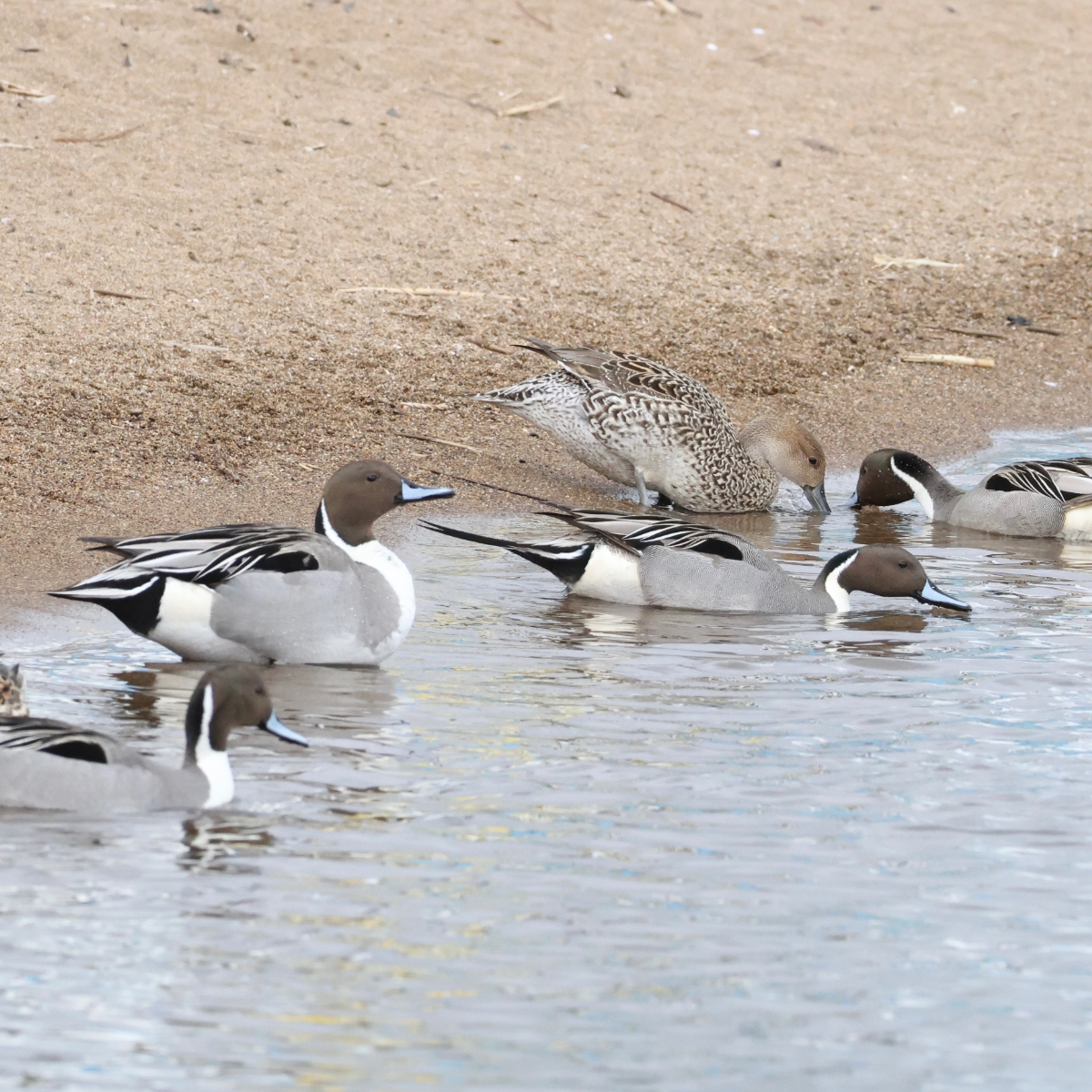 スタイルの良いオナガガモ